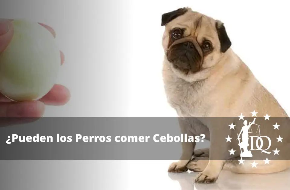 Pueden los Perros comer Cebollas